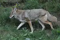 Kojote (Canis latrans) am 18.9.2010 im Zoo Sauvage de Saint-F�licien,QC.