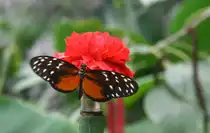 15.8.2010 in einem Schmetterlingshaus auf R�gen aufgenommen