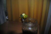 Pucki hat hunger und macht sich ber den ganzen Futtertopf her. Foto vom 17.10.2010