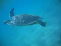 H�hepunkt der Schnorcheltour war ohne Zweifel die Beobachtung mehrerer Karettschildkr�ten beim Grasen.�gyptenurlaub 2010.