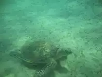 H�hepunkt der Schnorcheltour war ohne Zweifel die Beobachtung mehrerer Karettschildkr�ten beim Grasen.�gyptenurlaub 2010.