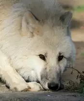 Polarwolf