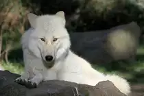 Polarwolf