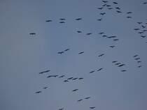Viel Kraniche lassen sich durch die Aufwinde hoch tragen. Nach kurzer Zeit zogen sie dann weiter Richtung Sden. (26.10.10)