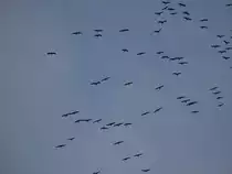 Viel Kraniche lassen sich durch die Aufwinde hoch tragen. Nach kurzer Zeit zogen sie dann weiter Richtung S�den. (26.10.10)