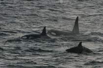 Ein Orca-Pod beim groen Heringszug im nordnorwegischen Vestfjorden.