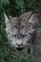 Kanadischer Luchs (Lynx canadensis) am 18.9.2010 im Zoo Sauvage de Saint-F�licien,QC.