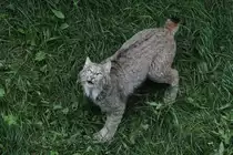 Auf Fressen wartender Kanadischer Luchs (Lynx canadensis) am 18.9.2010 im Zoo Sauvage de Saint-F�licien,QC.