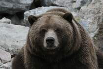 Grizzlybr (Ursus arctos horribilis) am 18.9.2010 im Zoo Sauvage de Saint-Flicien,QC.
