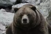 Grizzlyb�r (Ursus arctos horribilis) am 18.9.2010 im Zoo Sauvage de Saint-F�licien,QC.
