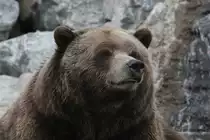 Grizzlyb�r (Ursus arctos horribilis) am 18.9.2010 im Zoo Sauvage de Saint-F�licien,QC.