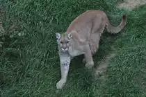 Hungrig wartender Puma (Puma concolor) am 18.9.2010 im Zoo Sauvage de Saint-F�licien,QC.