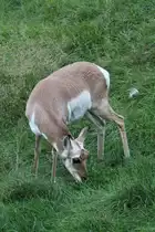 Gabelbock (Antilocapra americana) am 18.9.2010 im Zoo Sauvage de Saint-F�licien,QC.