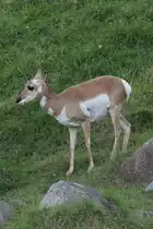 Gabelbock (Antilocapra americana) am 18.9.2010 im Zoo Sauvage de Saint-F�licien,QC.