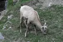 Dickhornschaf (Ovis canadensis) am 18.9.2010 im Zoo Sauvage de Saint-F�licien,QC.