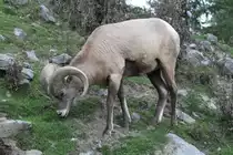 Dickhornschaf (Ovis canadensis) am 18.9.2010 im Zoo Sauvage de Saint-F�licien,QC.