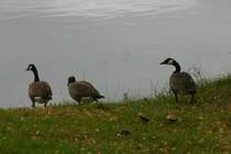  Was ist das nur f�r ein komischer ein�ugiger Mensch?! Lieber erst mal ins sichere Wasser gehen!  Kanadag�nse an einem See in Schweden.