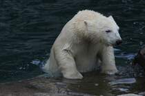 Ein Eisbr klettert aus dem Wasser. Zoo Sauvage de Saint-Flicien,QC am 18.9.2010.