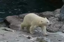 Eisb�r am 18.9.2010 im Zoo Sauvage de Saint-F�licien,QC.