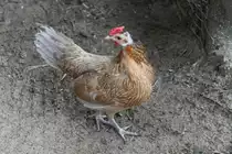 Zwerg-Rhodel�nder Henne am 18.9.2010 im Zoo Sauvage de Saint-F�licien,QC.