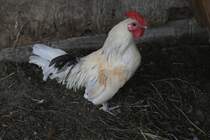 Chantecler Hahn am 18.9.2010 im Zoo Sauvage de Saint-Flicien,QC.