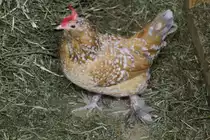 Federf��iges Zwerghuhn am 18.9.2010 im Zoo Sauvage de Saint-F�licien,QC.