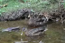 Stockentenp�rchen am 18.9.2010 im Zoo Sauvage de Saint-F�licien,QC.
