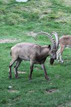 Sibirischer Steinbock (Capra sibirica) am 18.9.2010 im Zoo Sauvage de Saint-Flicien,QC.