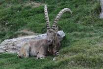 Sibirischer Steinbock (Capra sibirica) am 18.9.2010 im Zoo Sauvage de Saint-Flicien,QC.