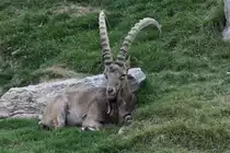 Sibirischer Steinbock (Capra sibirica) am 18.9.2010 im Zoo Sauvage de Saint-F�licien,QC.