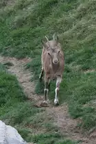 Sibirischer Steinbock (Capra sibirica) am 18.9.2010 im Zoo Sauvage de Saint-F�licien,QC.