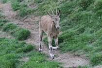Springender Sibirischer Steinbock (Capra sibirica) am 18.9.2010 im Zoo Sauvage de Saint-Flicien,QC.