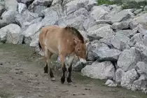 Przewalski Wildpferd (Equus przewalskii) am 18.9.2010 im Zoo Sauvage de Saint-F�licien,QC.