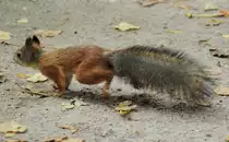 Ein zahmes Eichh�rnchen im Peterhof bei St. Petersburg. vom 18.09.2010