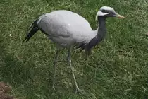 Jungfernkranich (Anthropoides virgo) am 18.9.2010 im Zoo Sauvage de Saint-F�licien,QC.