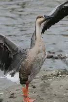 Schwanengans (Anser cygnoides) am 18.9.2010 im Zoo Sauvage de Saint-F�licien,QC.