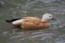 Rostgans (Tadorna ferruginea) am 18.9.2010 im Zoo Sauvage de Saint-F�licien,QC.