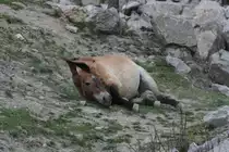 Przewalski Wildpferd (Equus przewalskii) am 18.9.2010 im Zoo Sauvage de Saint-F�licien,QC.