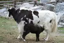 Hausyak mit mit s�ugendem Kalb.