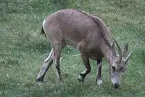 Sibirischer Steinbock (Capra sibirica) am 18.9.2010 im Zoo Sauvage de Saint-F�licien,QC.