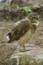 Kaninchenkauz (Athene cunicularia) am 18.9.2010 im Zoo Sauvage de Saint-F�licien,QC.