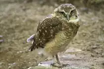 Kaninchenkauz (Athene cunicularia) am 18.9.2010 im Zoo Sauvage de Saint-F�licien,QC.