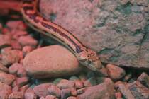 Great-Basin Kiefernatter (Pituophis melanoleucus deserticola) am 18.9.2010 im Zoo Sauvage de Saint-Flicien,QC.
 