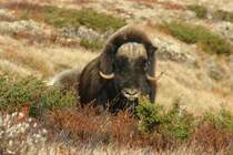 Da guckt er noch recht freundlich. Minuten sp�ter mussten wir flitzen. Moschusochse im Dovrefjell.