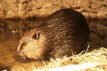 Kanadischer Biber (Castor canadensis) am 18.9.2010 im Zoo Sauvage de Saint-F�licien,QC. 