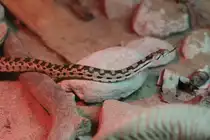 Z�ngelnde Great-Basin Kiefernatter (Pituophis melanoleucus deserticola) am 18.9.2010 im Zoo Sauvage de Saint-F�licien,QC. 