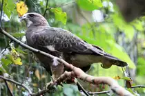 Pr�riebussard (Buteo swainsoni) am 18.9.2010 im Zoo Sauvage de Saint-F�licien,QC. 