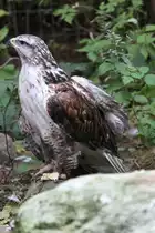 K�nigsbussard (Buteo regalis) am 18.9.2010 im Zoo Sauvage de Saint-F�licien,QC. 