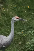 Kanadakranich (Grus canadensis) am 18.9.2010 im Zoo Sauvage de Saint-F�licien,QC. 