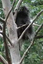 Urson oder auch Nordamerikanischer Baumstachler (Erethizon dorsatum) am 18.9.2010 im Zoo Sauvage de Saint-F�licien,QC.